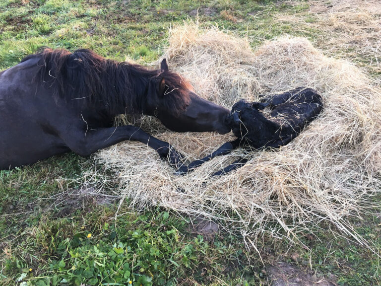 Jument avec son poulain