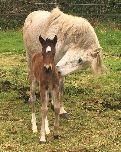 Pensions chevaux à Trégastel